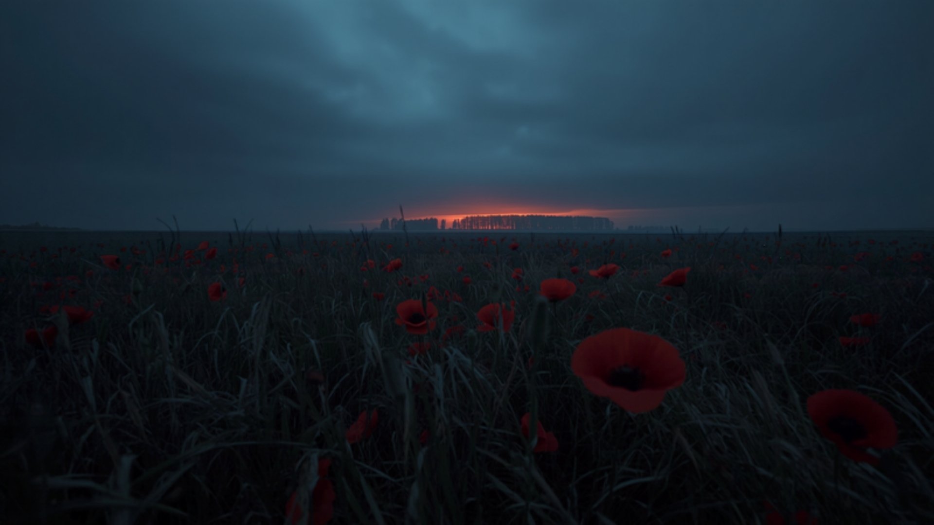 Champ de coquelicots sauvages dans la plaine des Flandres au crépuscule